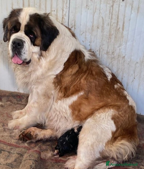 San Bernardo cani Cuccioli di San Bernardo - Annuncio 1