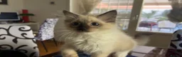 Ragdoll gatti in vendita: Bellissimo cucciolo di ragdoll - Annuncio 7