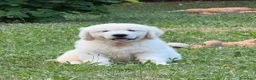 Golden Retriever cani in vendita: Disponibili cuccioli maschi di Golden Retriever  - Annuncio 18