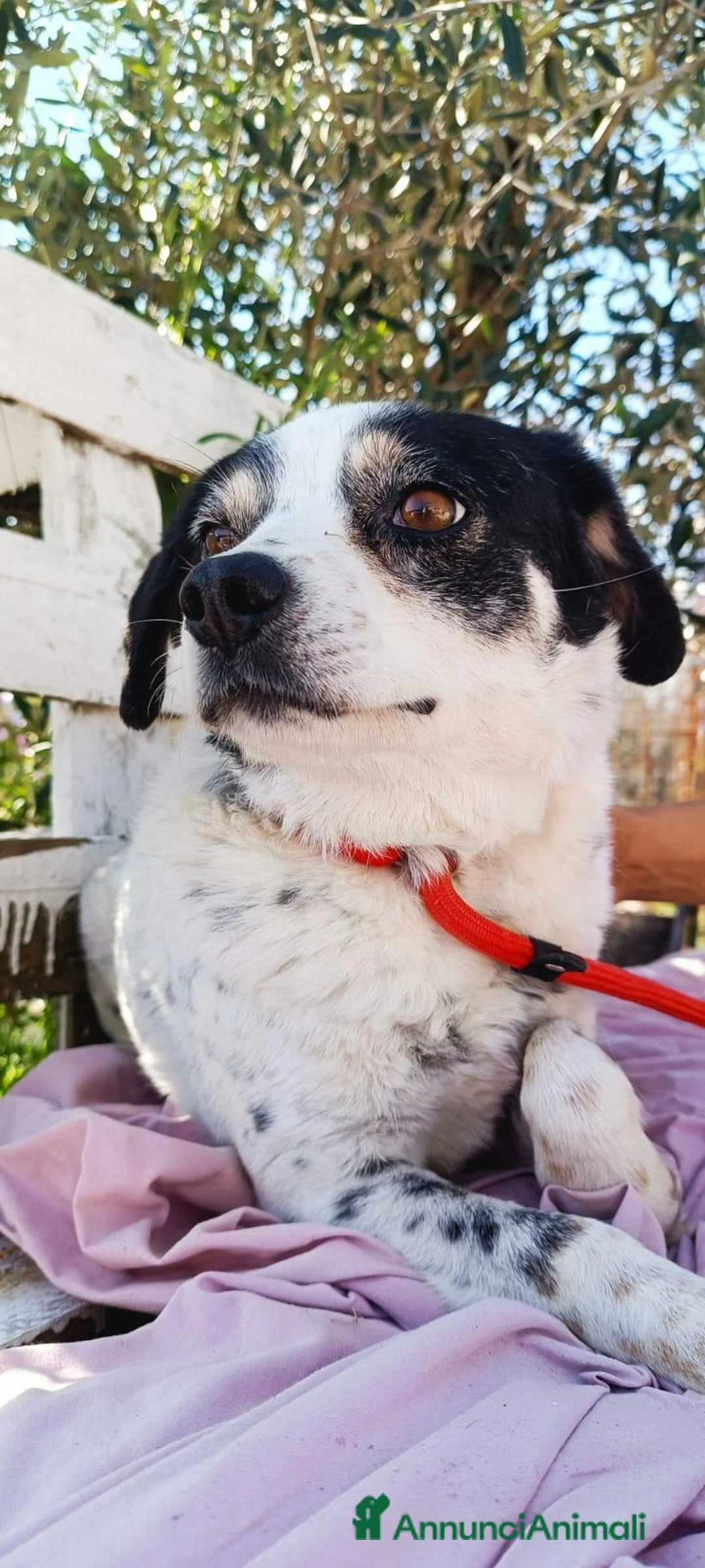 Meticcio cani in regalo: Cagnolina taglia piccola - Annuncio 6