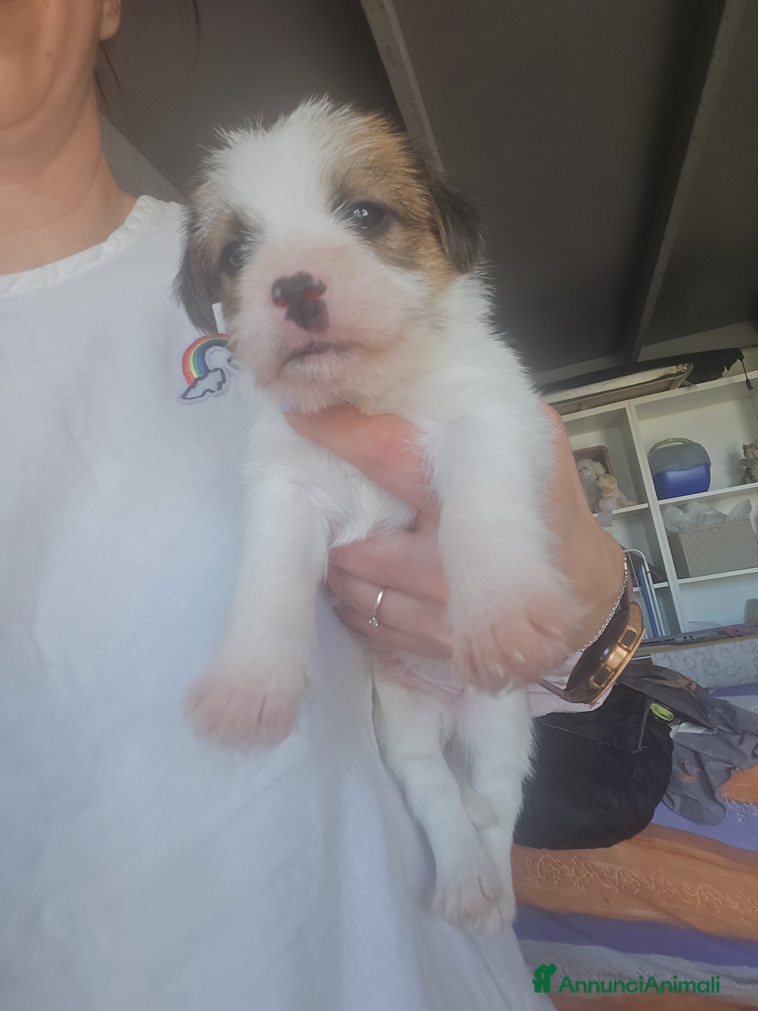 Jack Russell cani in vendita: Cuccioli Jack russell terrier  - Annuncio 3