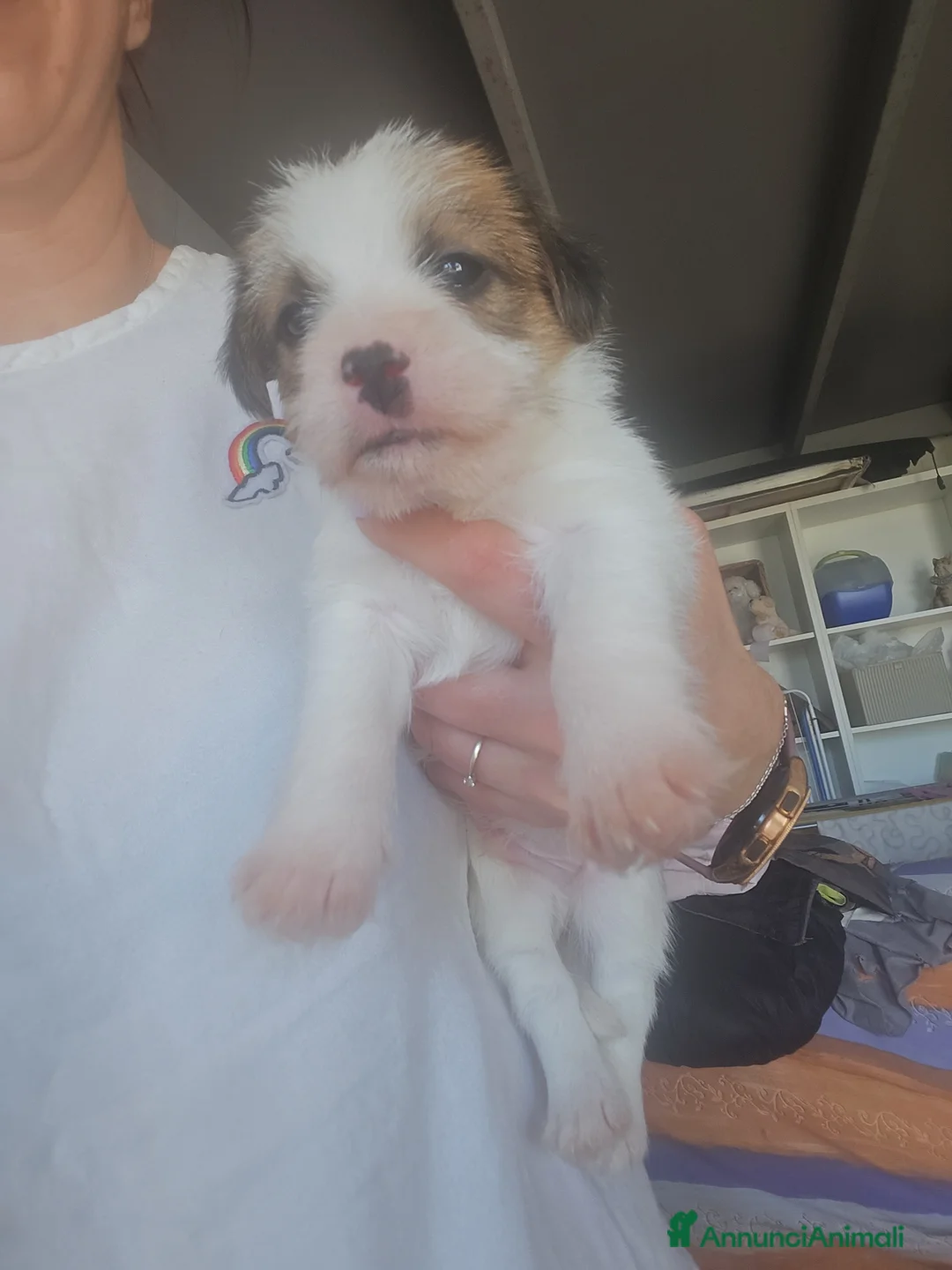 Jack Russell cani in vendita: Cuccioli Jack russell terrier  - Annuncio 1