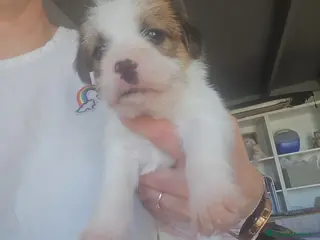 Jack Russell cani in vendita: Cuccioli Jack russell terrier - Annuncio 3