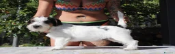 Jack Russell cani in vendita: Maschio tricolore pelo ruvido - Annuncio 3