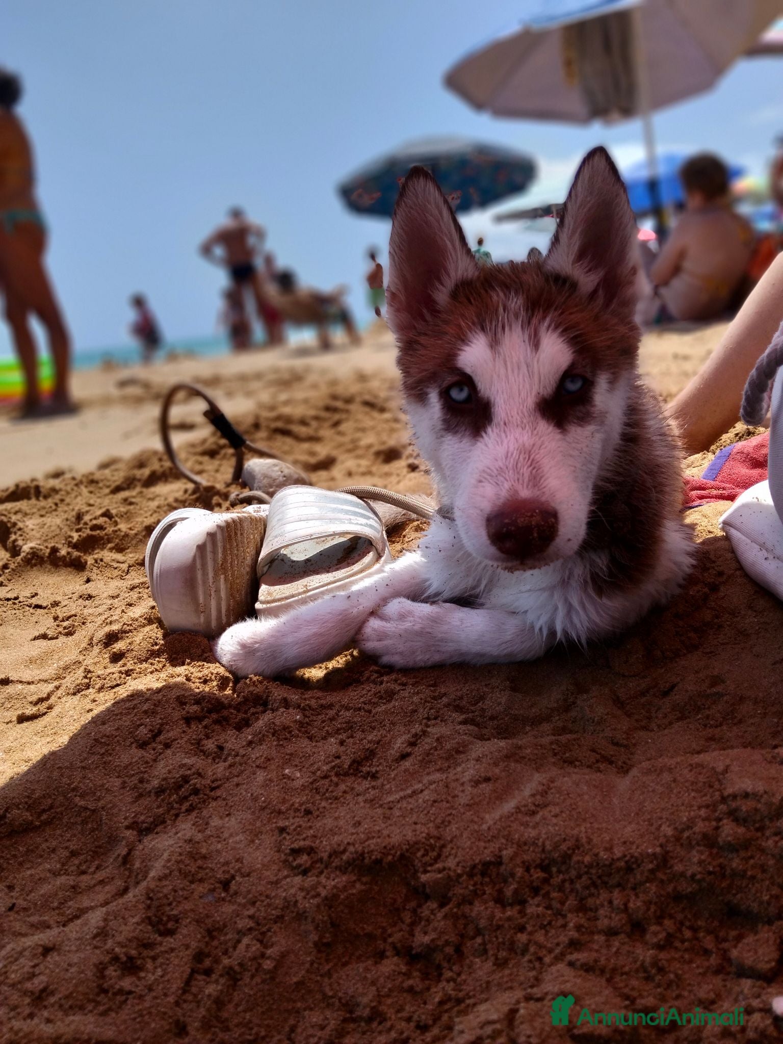 Husky cani Husky siberian cooper - Annuncio 4