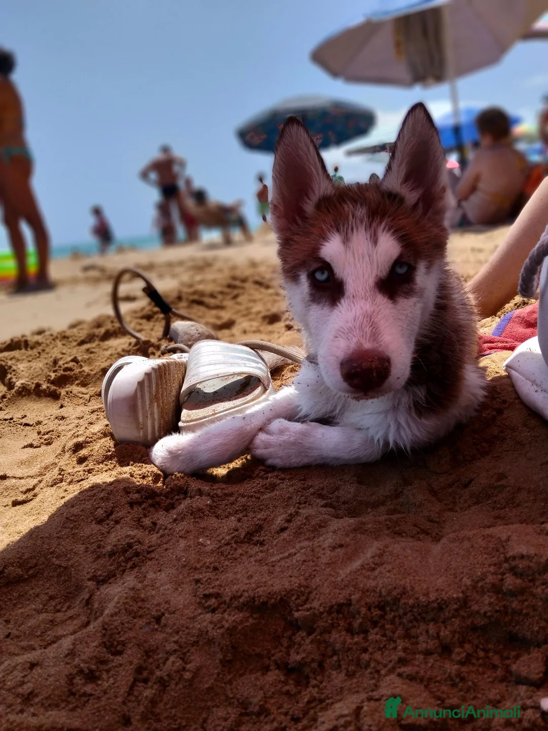 Husky cani in vendita: Husky siberian cooper - Annuncio 1
