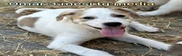 Meticcio cani in regalo: ADOTTA UN CUCCIOLO  a Provincia di Reggio Emilia - Annuncio 7