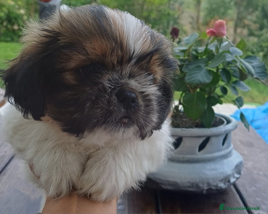 Shih Tzu cani in vendita: Cucciolo di shihtzu con pedegree - Immagine 1