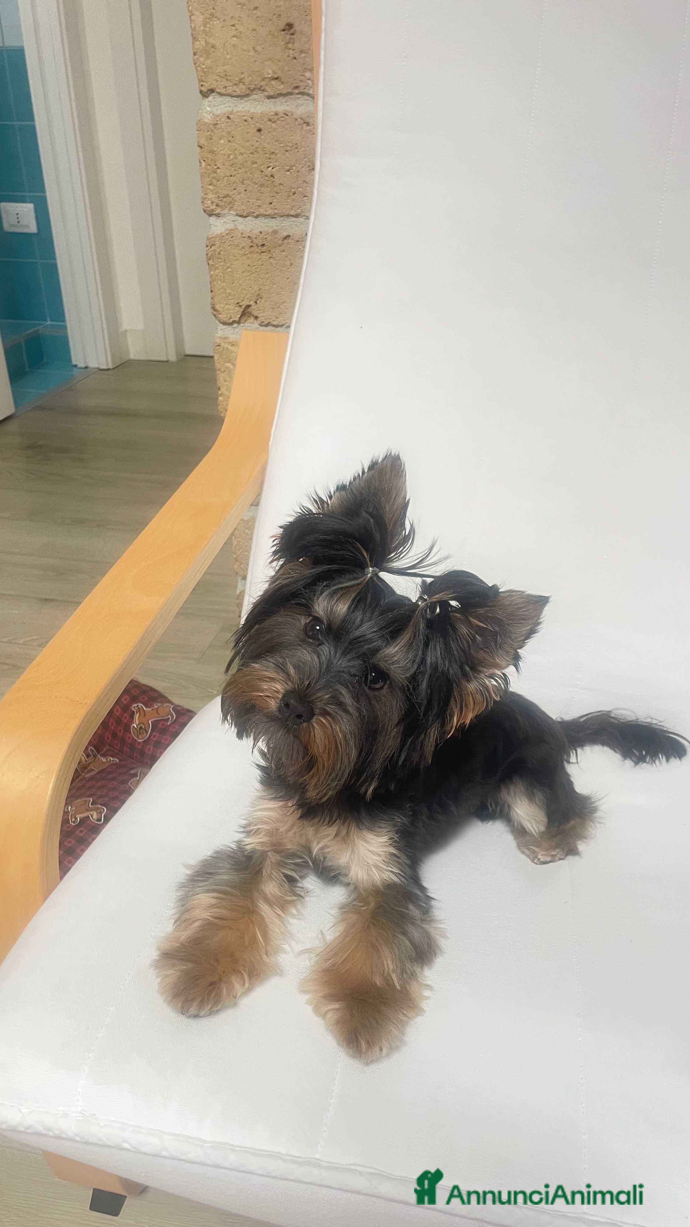 Yorkshire cani Yorkshire Terrier disponibile per accoppiamento a Città Metropolitana di Napoli - Annuncio 1