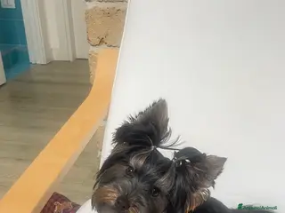 Yorkshire cani Yorkshire Terrier disponibile per accoppiamento a Città Metropolitana di Napoli - Annuncio 1