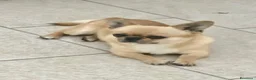 Chihuahua cani in vendita: Chihuahua pelo corto - Annuncio 9
