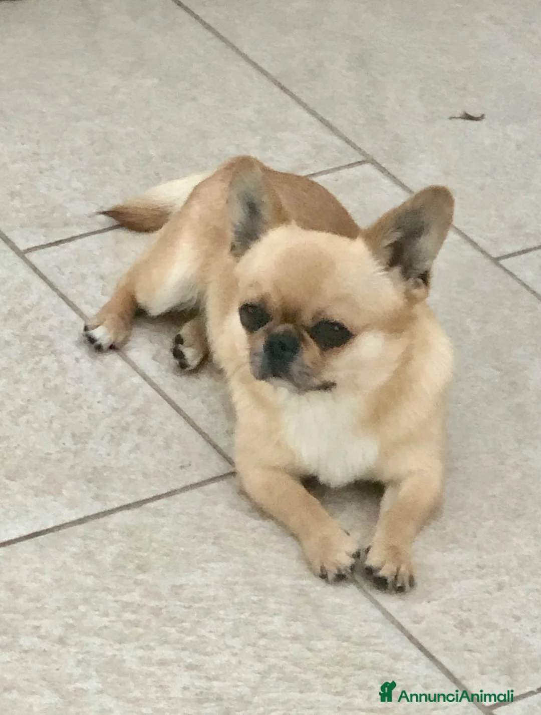 Chihuahua cani in vendita: Chihuahua pelo corto - Annuncio 9