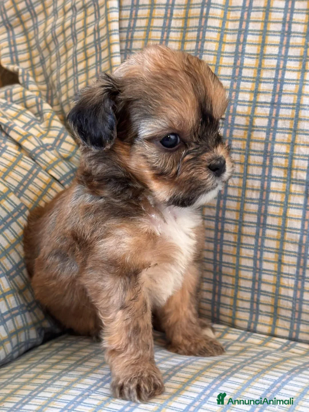 Shihpoo cani in vendita: Cuccioli di shih-poo - Annuncio 2