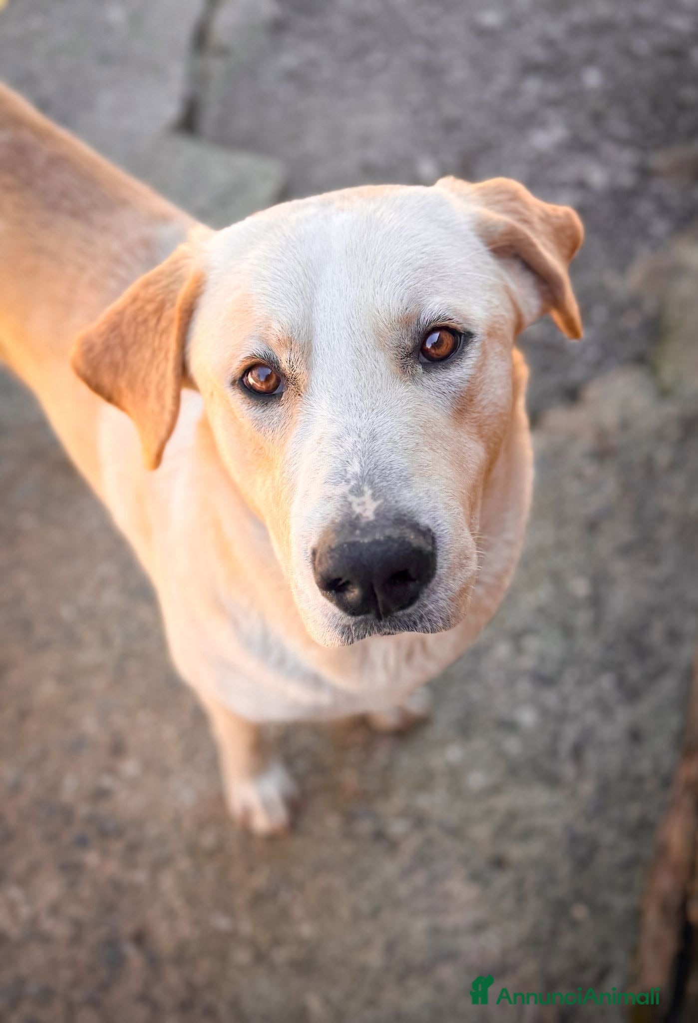 Meticcio cani Diesel - Annuncio 4