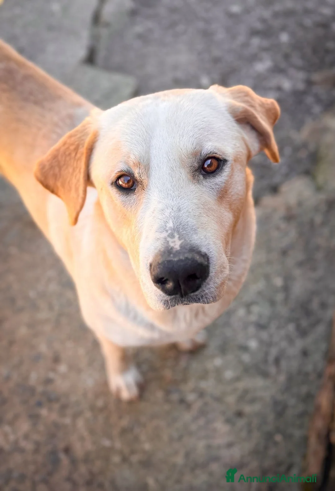 Meticcio cani in regalo: Diesel - Annuncio 1