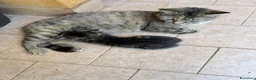 Meticcio gatti in regalo: Regalo una bellissima gattina di 1 mese circa  - Annuncio 4