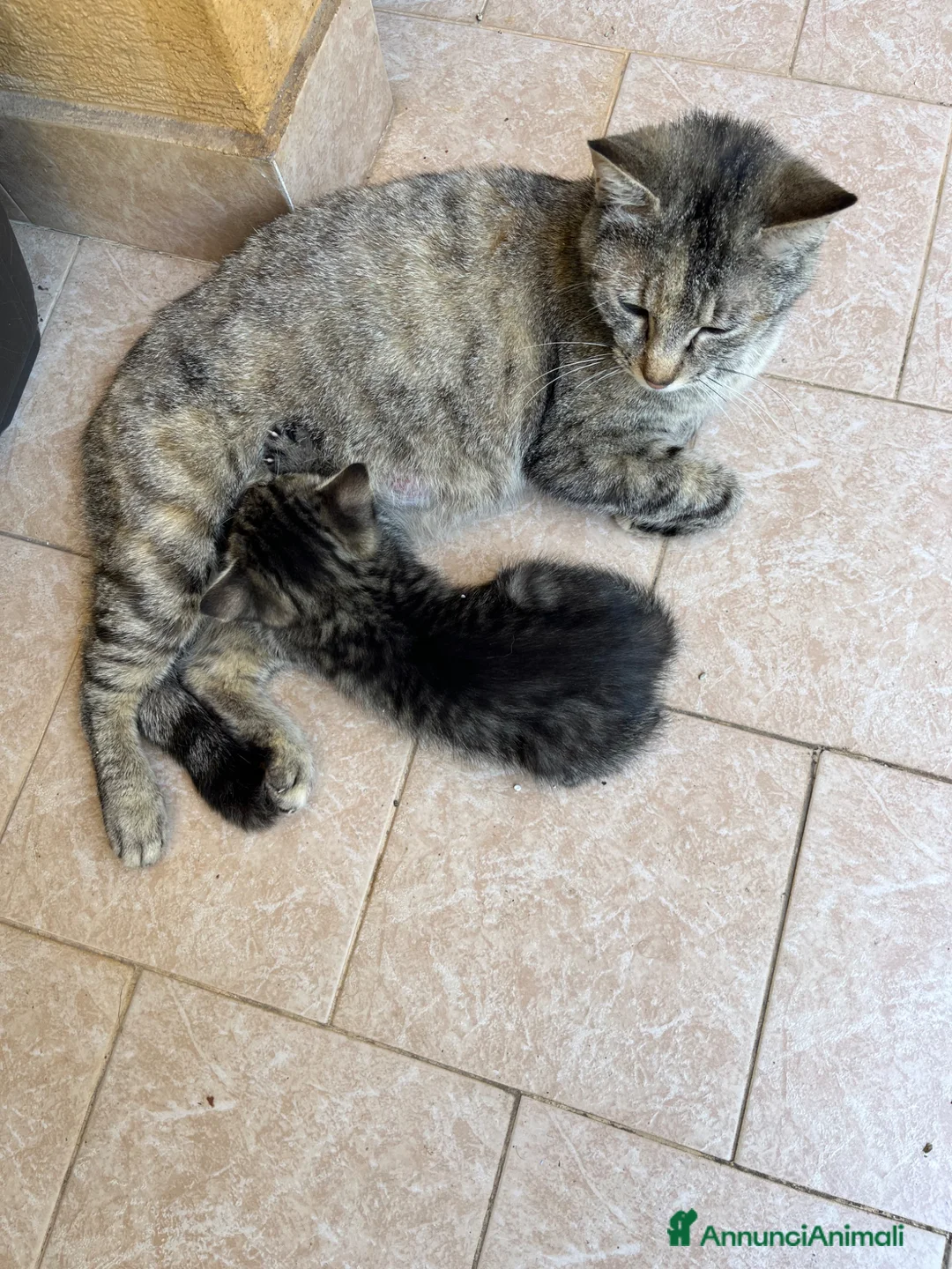 Meticcio gatti in regalo: Regalo una bellissima gattina di 1 mese circa  - Annuncio 4