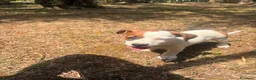 Jack Russell cani in vendita: Cuccioli Jack Russell  Pelo Liscio con Pedigree - Annuncio 12