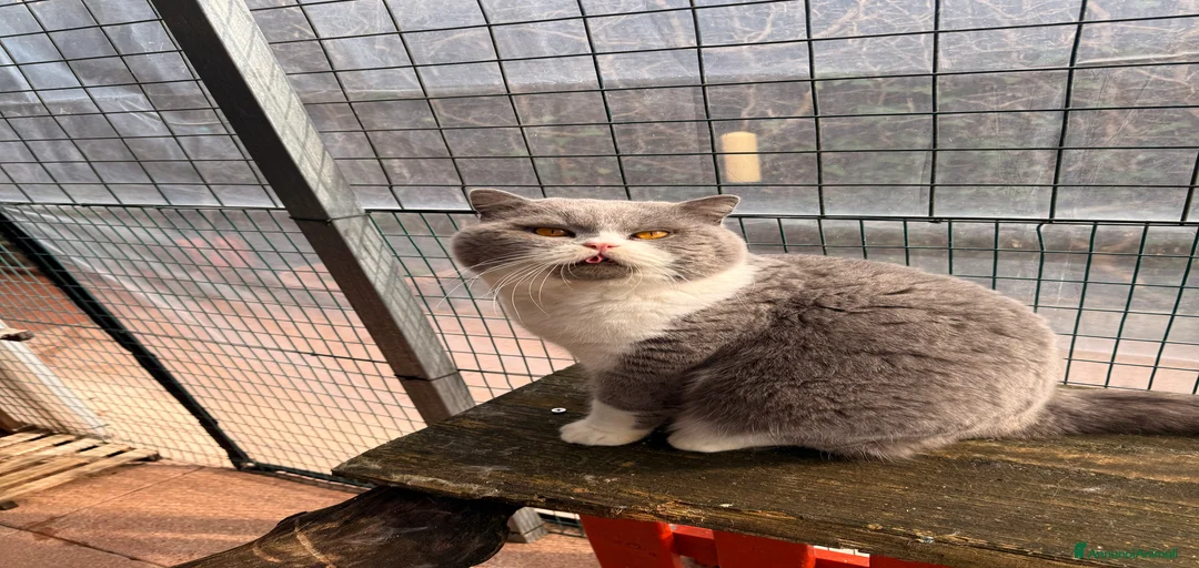 Immagine della galleria {{count}}