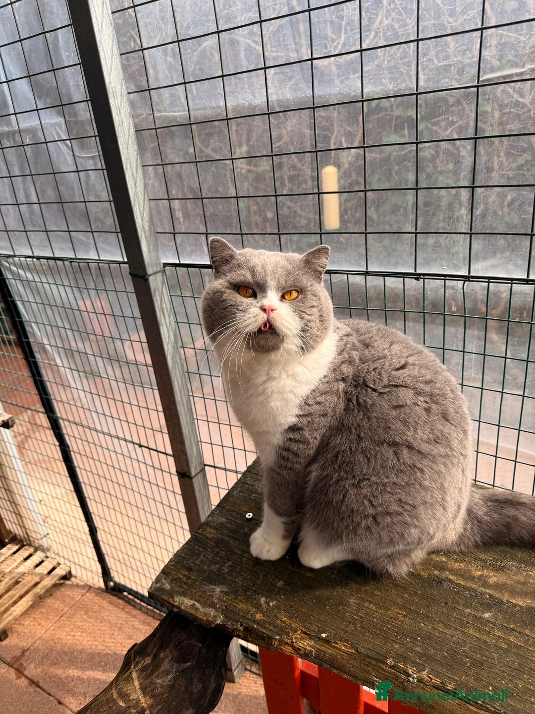 Immagine della galleria {{count}}