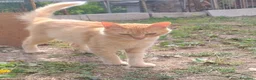Meticcio gatti in regalo: Bella gattina Lucy  - Annuncio 2