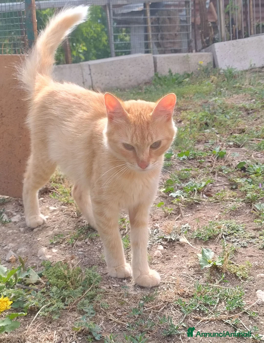 Meticcio gatti in regalo: Bella gattina Lucy  - Annuncio 2