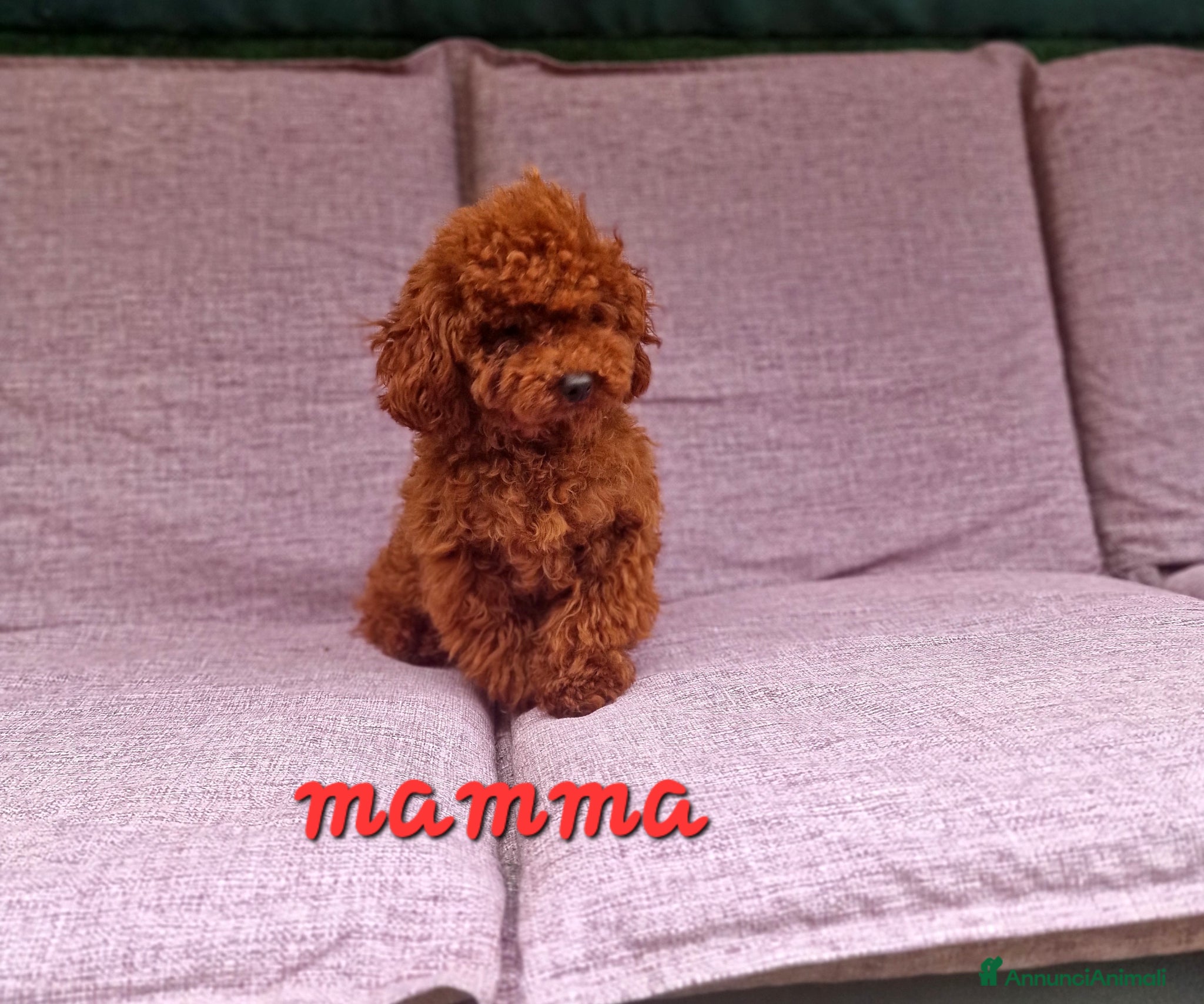 Barboncino Toy cani in vendita: Barboncino mini toy e Teacup Red brown  - Annuncio 10