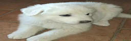 Pastore Abbruzzese Maremmano cani in vendita: Cuccioli di pastore maremmano - Annuncio 21