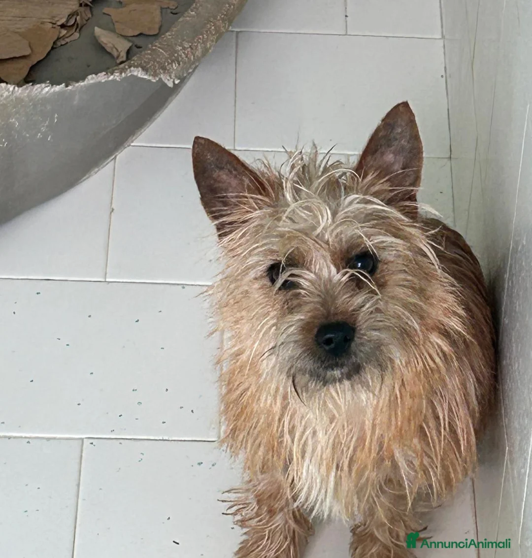 Meticcio cani in regalo: Cucciola di taglia piccola  - Annuncio 2