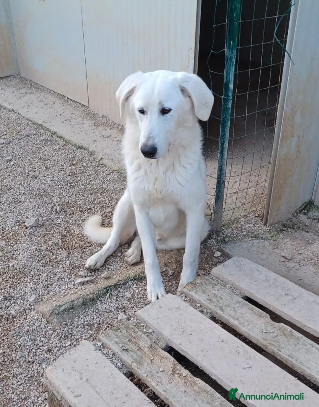 Meticcio cani in regalo: IL TENERISSIMO E BELLISSIMO DEMYR - Annuncio 3