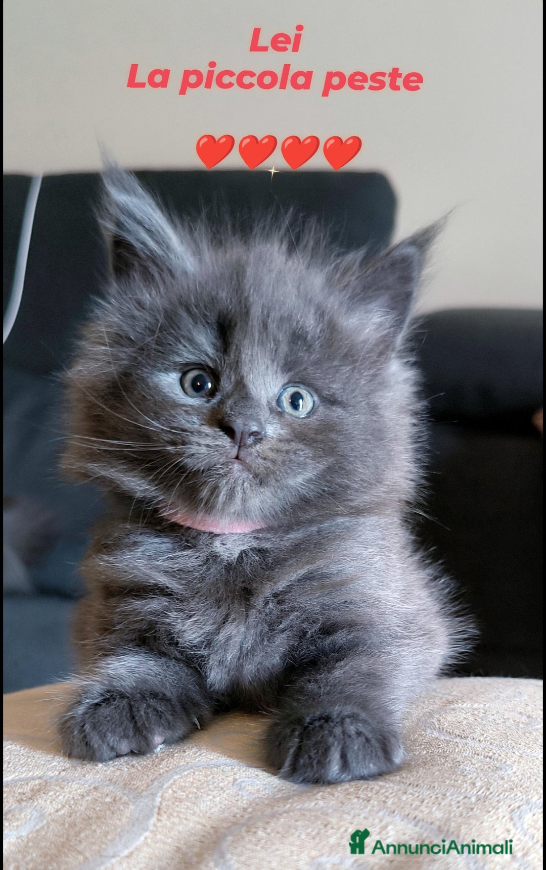 Maine Coon gatti in vendita: Cuccioli Maine Coon Blue - Annuncio 3
