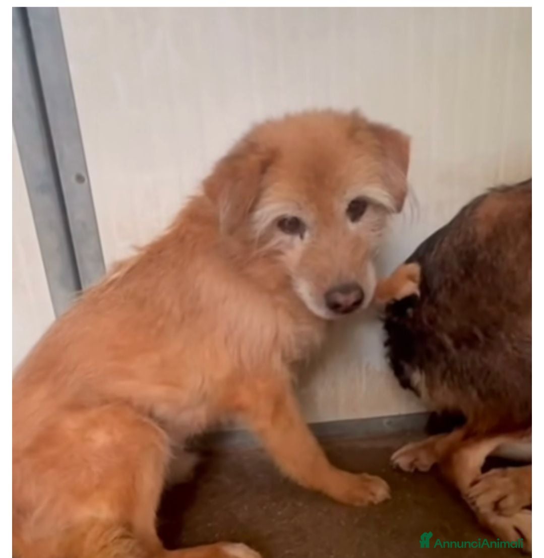 Meticcio cani Coco 15 anni - Annuncio 1