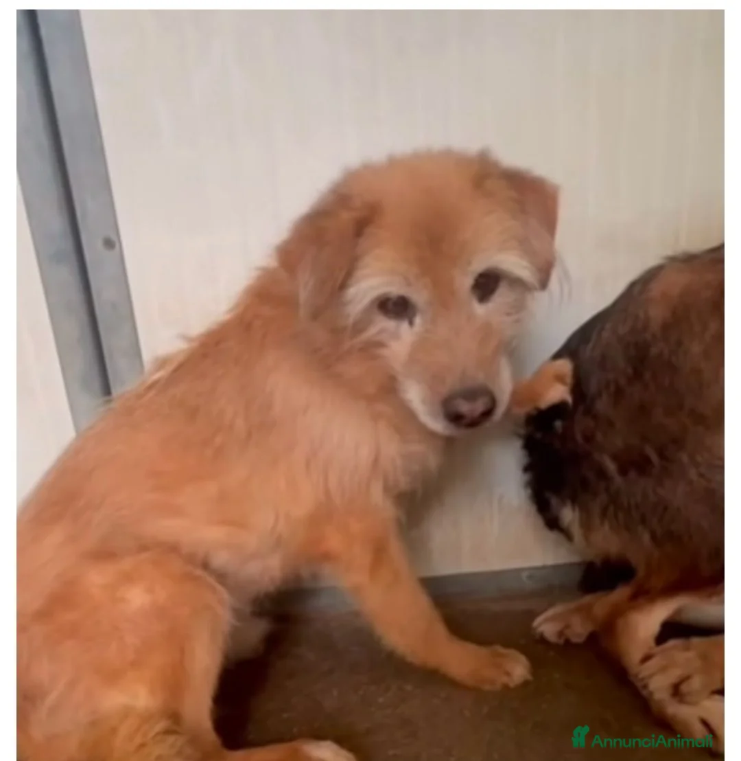 Meticcio cani in regalo: Coco 15 anni - Annuncio 1
