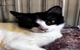 Meticcio gatti in regalo: Dusty - Immagine 1