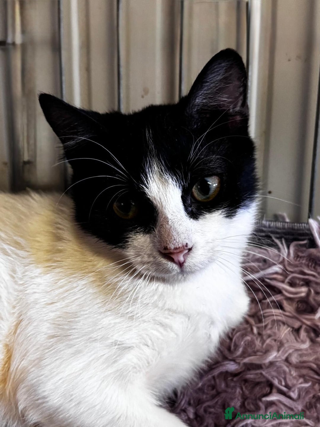 Meticcio gatti in regalo: Dusty - Immagine 1