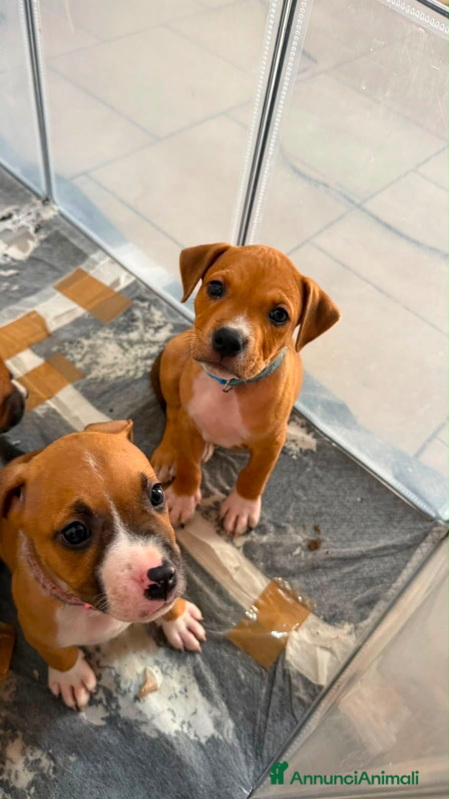American Staffordshire cani Cuccioli di Amstaff  - Annuncio 34