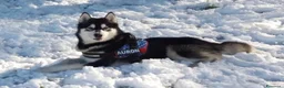 Alaskan Malamute cani in vendita: CUCCIOLI DI ALASKAN MALAMUTE - Annuncio 6