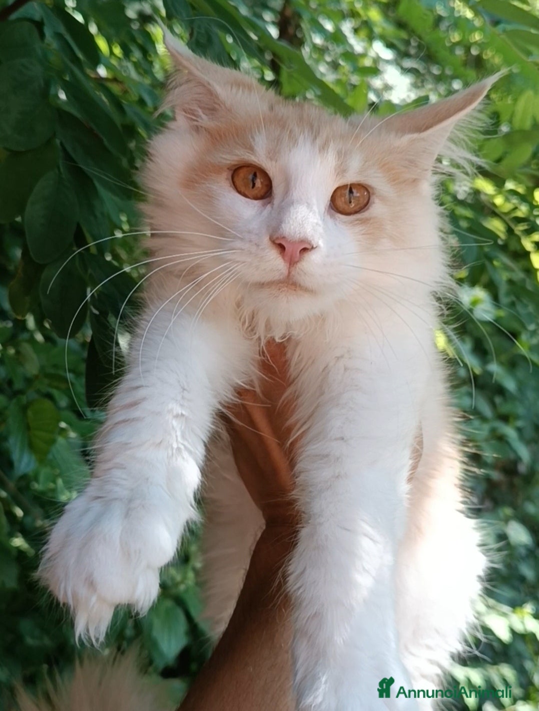 Maine Coon gatti Cucciolo Maine Coon pedigree da Campione del mondo - Annuncio 1