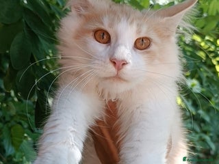 Maine Coon gatti Cucciolo Maine Coon pedigree da Campione del mondo - Annuncio 1