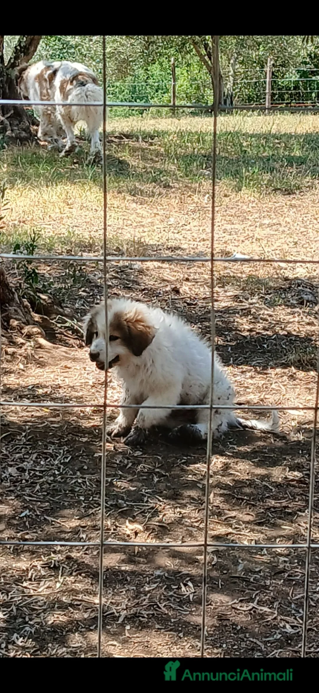 Cane da Montagna dei Pirenei cani in vendita: Vendo 2 Cani Montagna dei Pirenei da Guardiana  a Città metropolitana di Roma Capitale - Annuncio 1