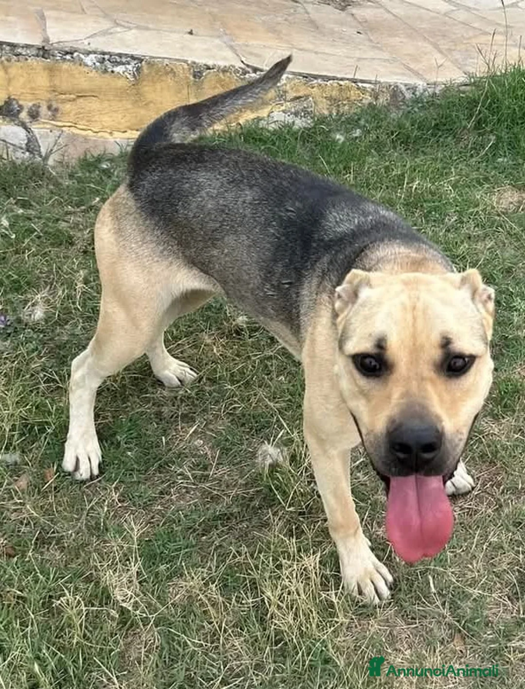 Meticcio cani in regalo: PENELOPE - Annuncio 3