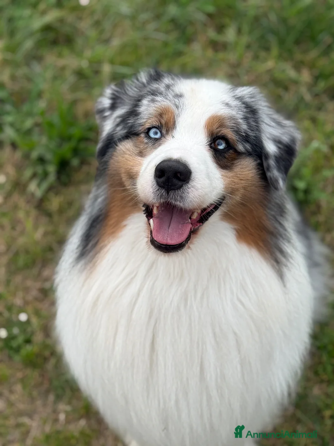 Australian Shepherd cani per accoppiamento: Pastore Australiano disponibile per monta a Provincia di Verona - Annuncio 2