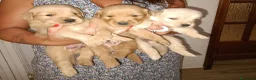 Golden Retriever cani in vendita: Golden retriever americano  a Provincia del Sulcis Iglesiente - Annuncio 3