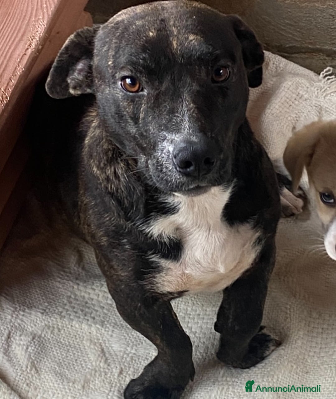 Meticcio cani in regalo: AMY 3 anni dolce ed affettuosa cerca adozione a Provincia di Latina - Annuncio 4