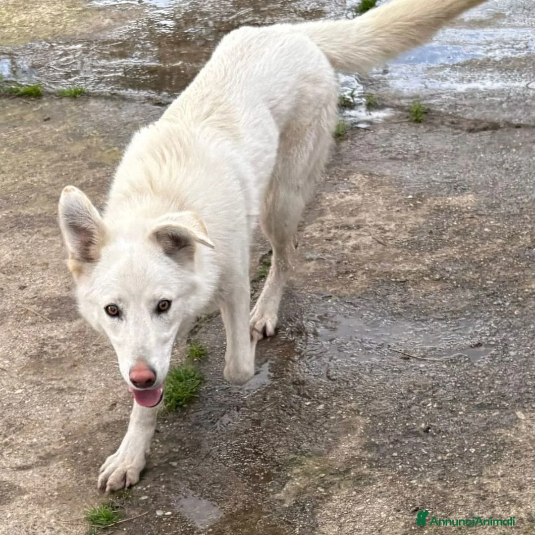 Meticcio cani in regalo: LUNA 🩷 - cucciola cerca casa: diamole la luna!!🥰 - Annuncio 3