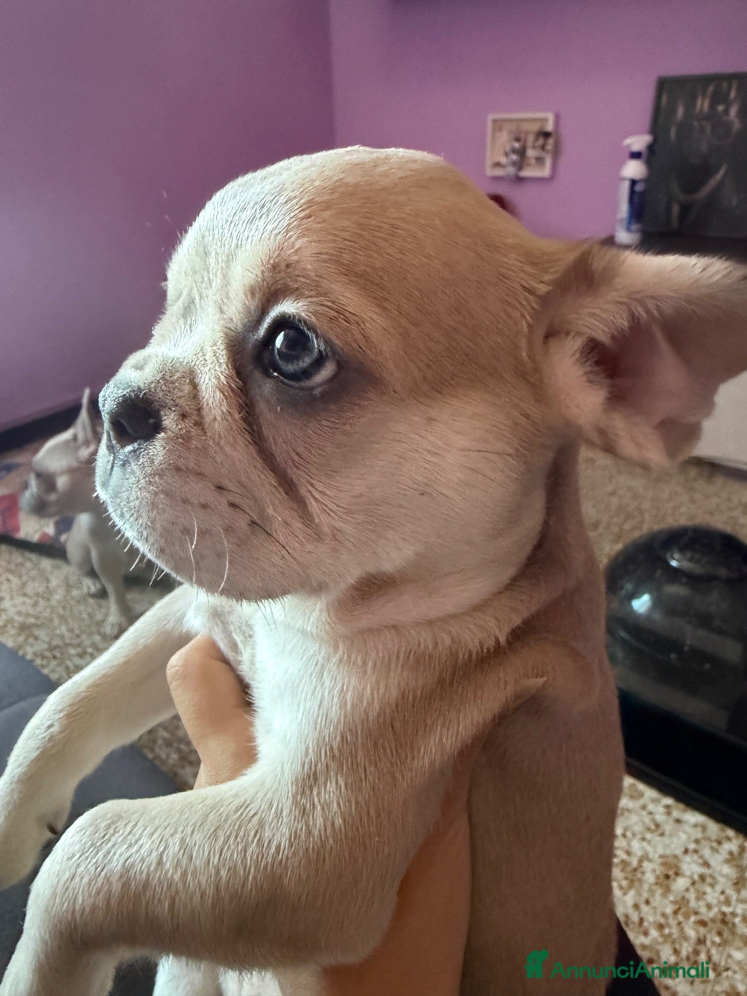 Bulldog Francese cani Bulldog Francese Blue Fawn - Annuncio 1