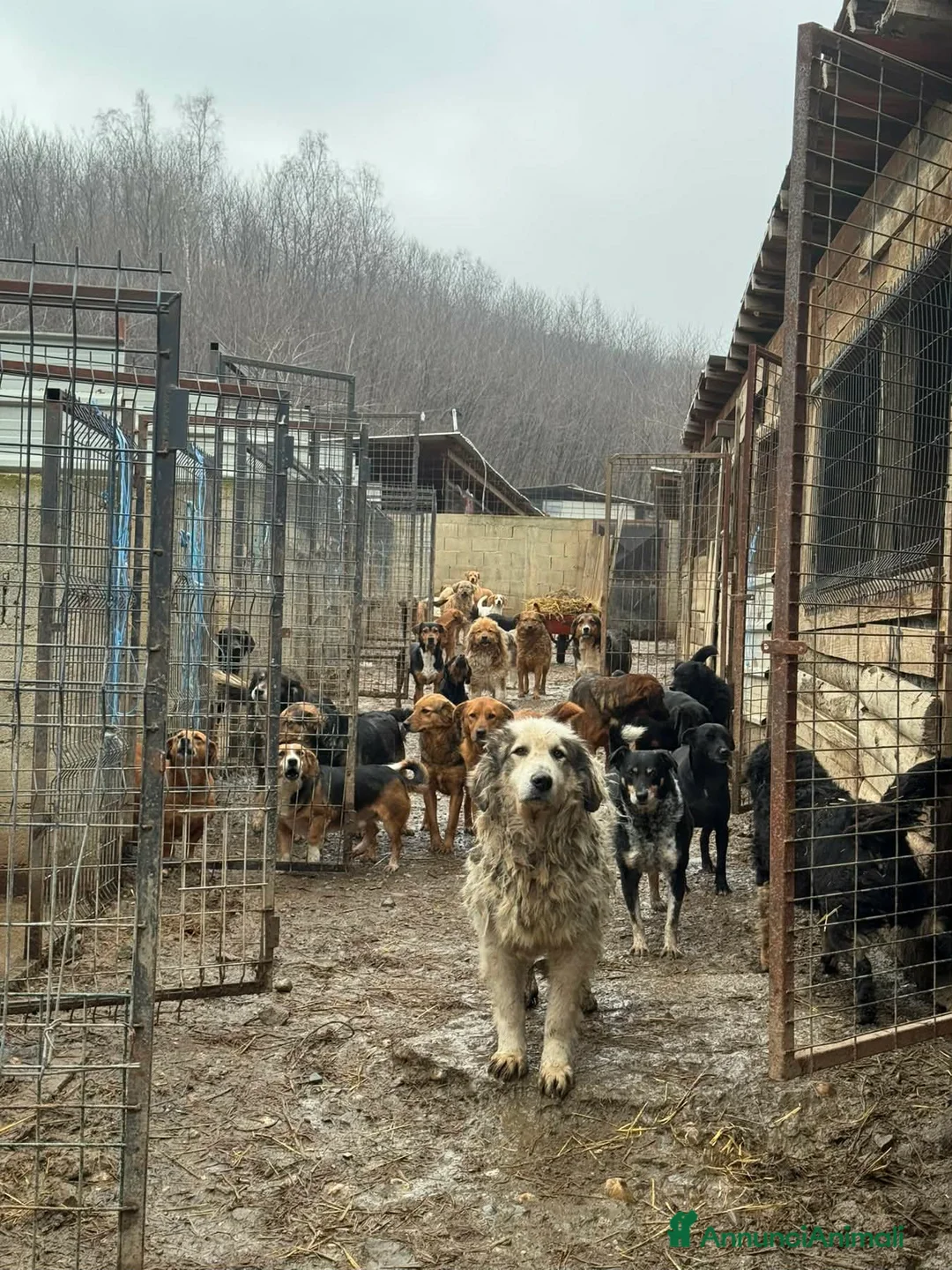 Meticcio cani in regalo: GRISU', dolce gigante cerca famiglia! - Annuncio 7