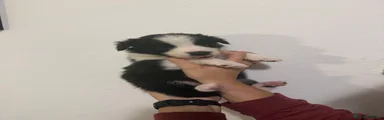 Aldo
