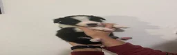 Border Collie cani in vendita: Cucciolata di Border Collie - Annuncio 6