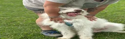 Meticcio cani in regalo: BUTTATO VIA DALLA SUA FAMIGLIA  a Città Metropolitana di Bologna - Annuncio 4